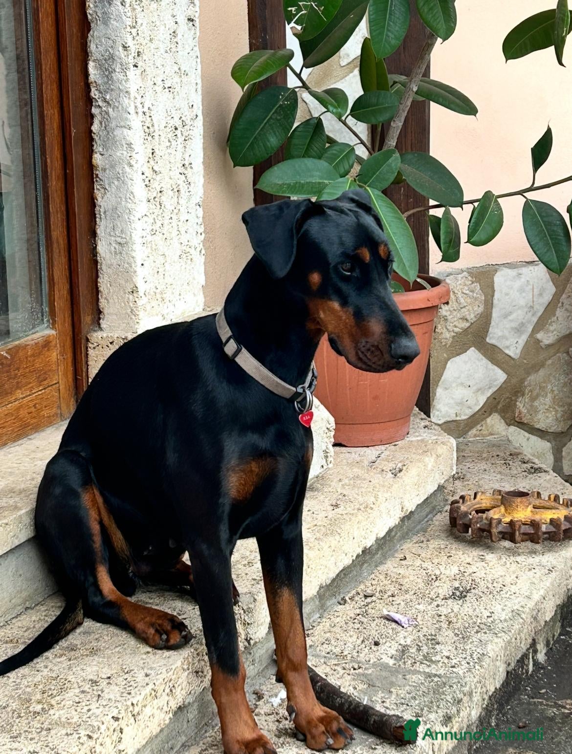 Dobermann cani Regalo Dobermann femmina di 3 anni - Annuncio 1