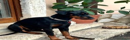 Dobermann cani in regalo: Regalo Dobermann femmina di 3 anni - Annuncio 1