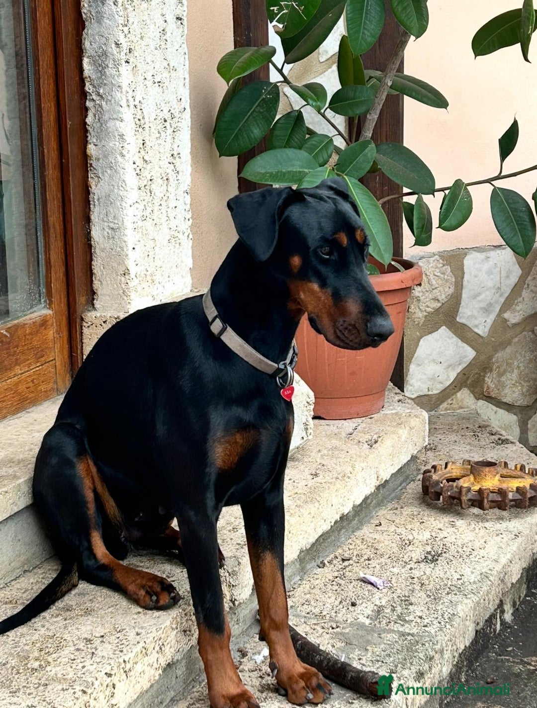 Dobermann cani in regalo: Regalo Dobermann femmina di 3 anni - Annuncio 1