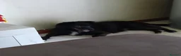 Meticcio cani in regalo: Gratis a Provincia di Terni - Annuncio 1