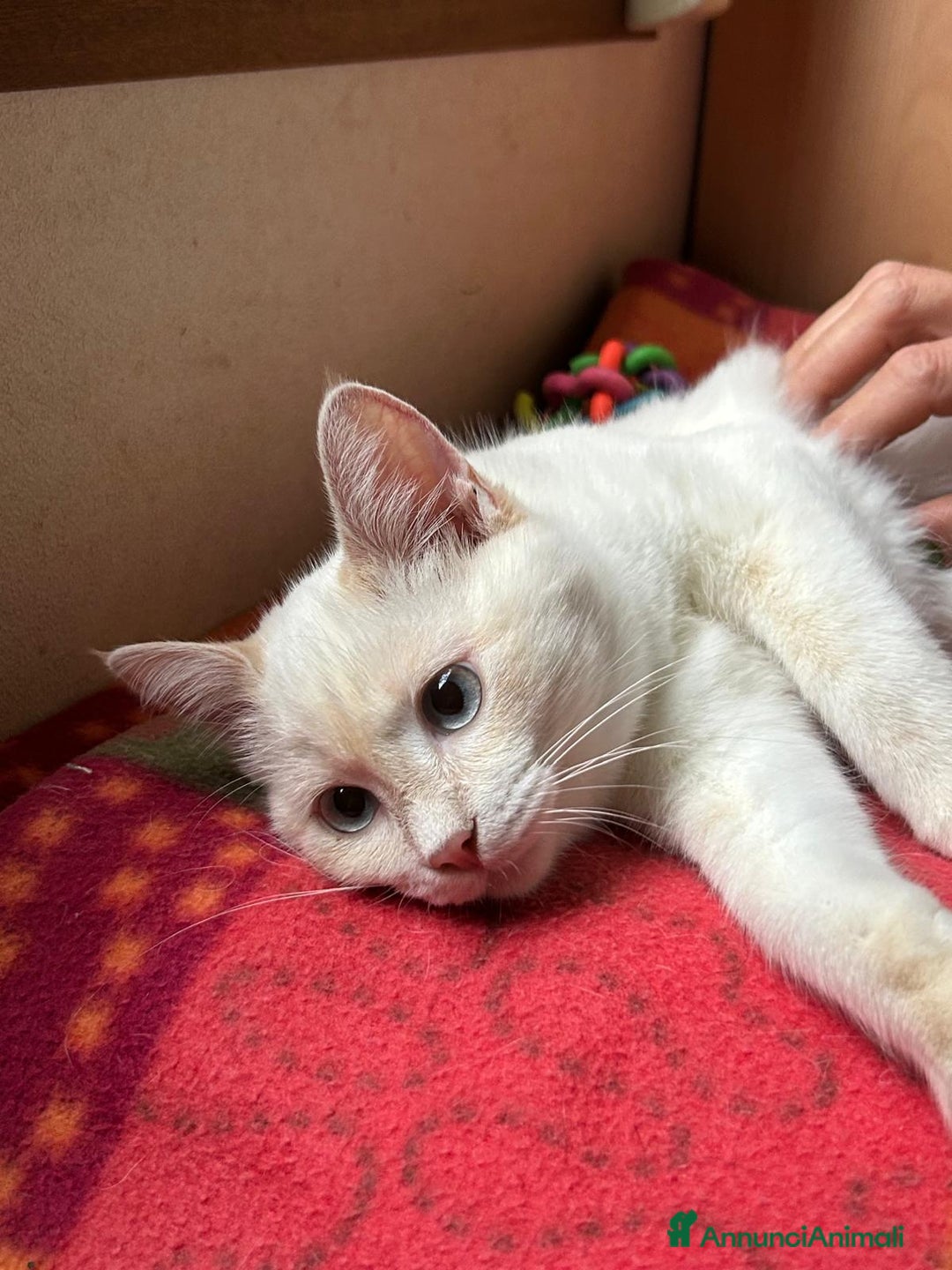 Europeo gatti in regalo: AURA CERCA CASA ❤️ - Annuncio 7