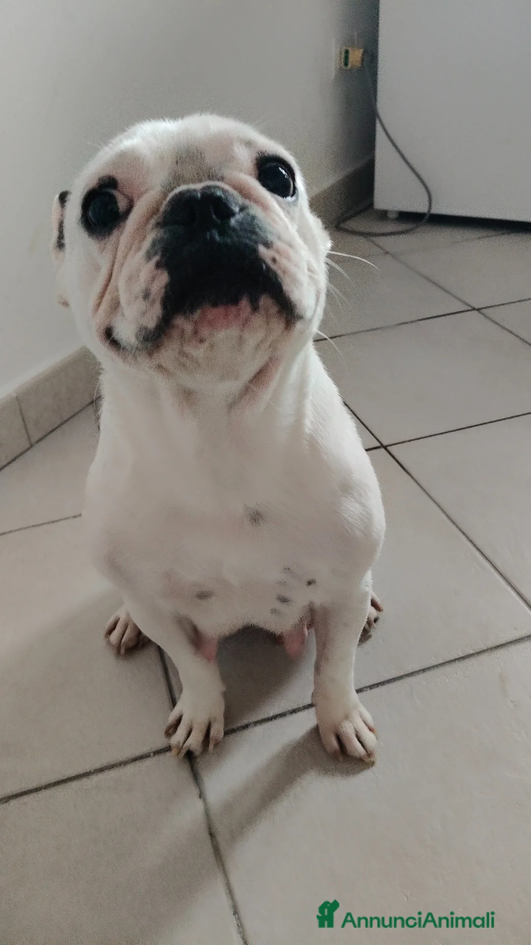 Bulldog Francese cani in vendita: Cucciola di bulldog francese  - Annuncio 1