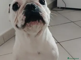 Bulldog Francese cani Cucciola di bulldog francese - Annuncio 4
