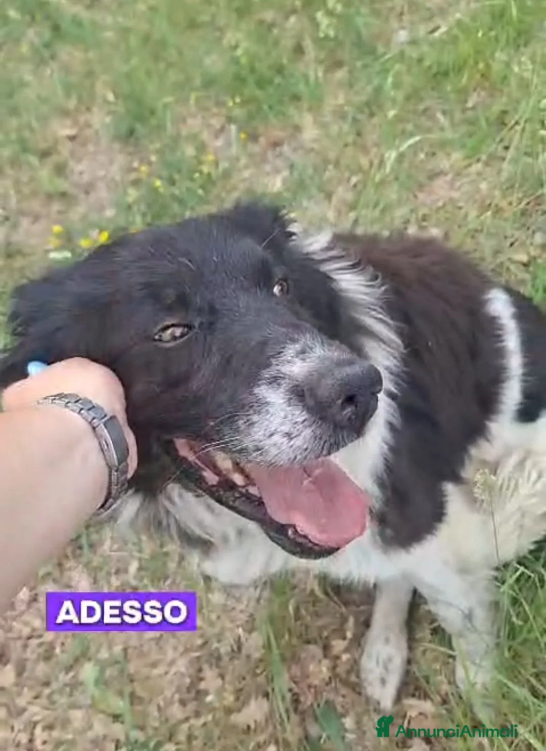 Meticcio cani in regalo: Cosmo mix Border Collie 3anni,aspetta da sempre. - Annuncio 2