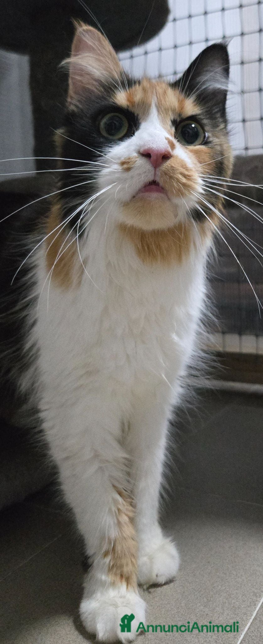 Maine Coon gatti Cuccioli Maine Coon maschietti e femminucce  - Annuncio 1