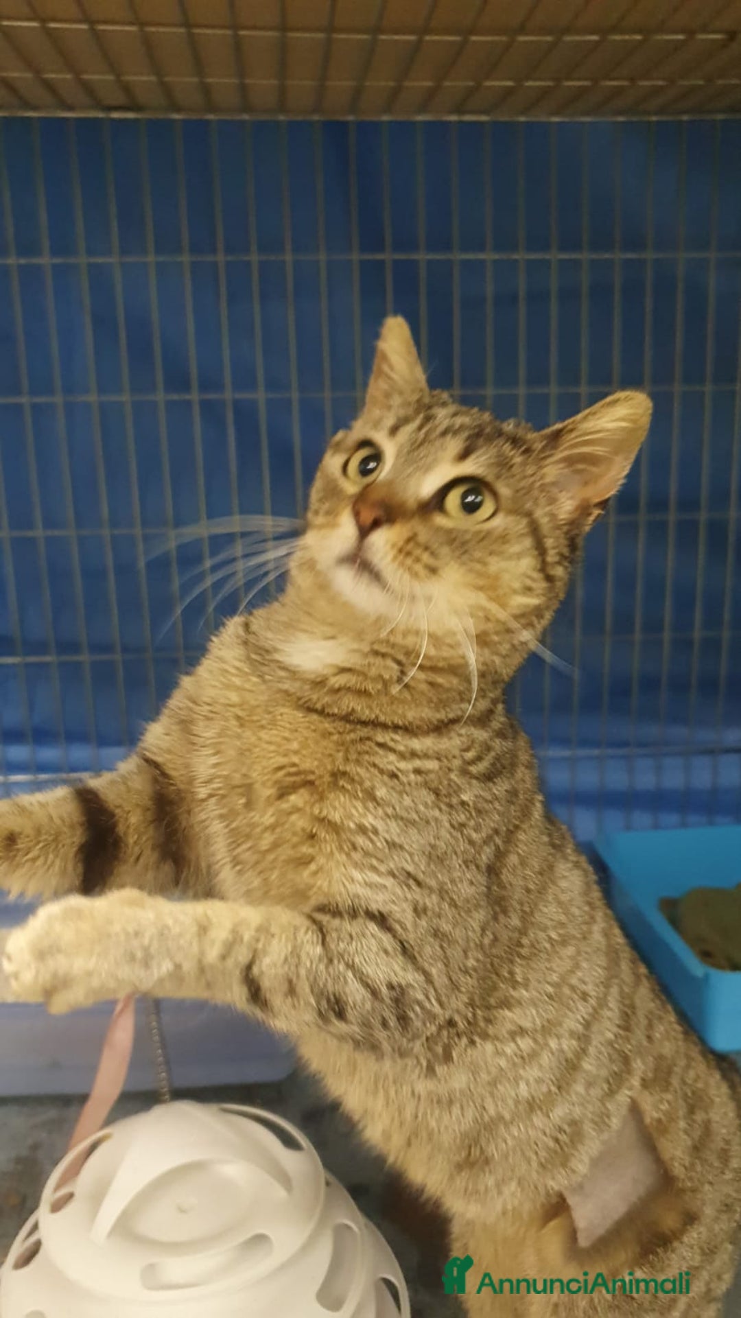 Europeo gatti in regalo: PIPER micio tigrato occhi verdi 1/2anni URGE ROMA a Città Metropolitana di Milano - Annuncio 4