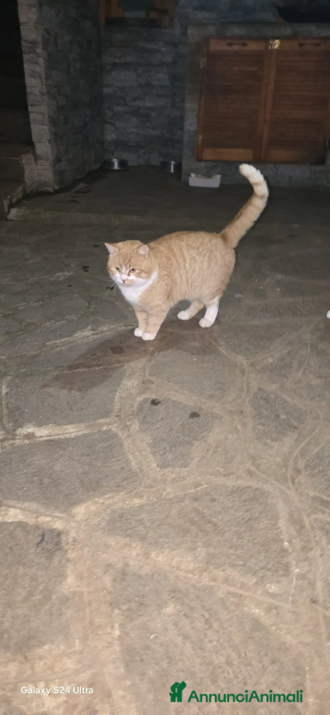 Meticcio gatti in regalo: MICIONI CERCANO CASA  - Annuncio 1