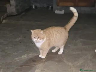 Meticcio gatti MICIONI CERCANO CASA - Annuncio 5