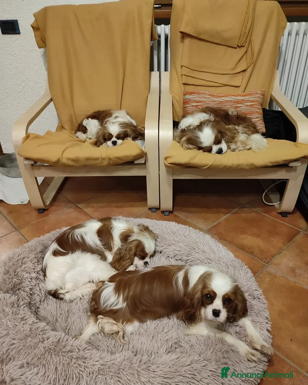 Immagine della galleria {{count}}