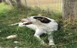 Meticcio cani in regalo: Bronto, un visetto dipinto a mano - in adozione a Provincia di Latina - Immagine 4