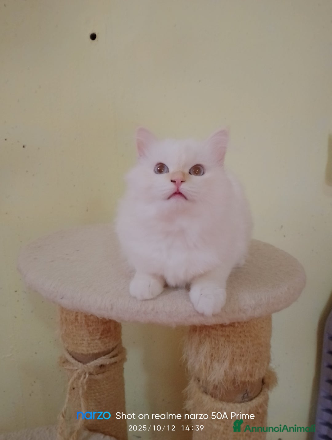 Sacro di Birmania gatti in vendita: Cucciolo sacro di birmania - Annuncio 3