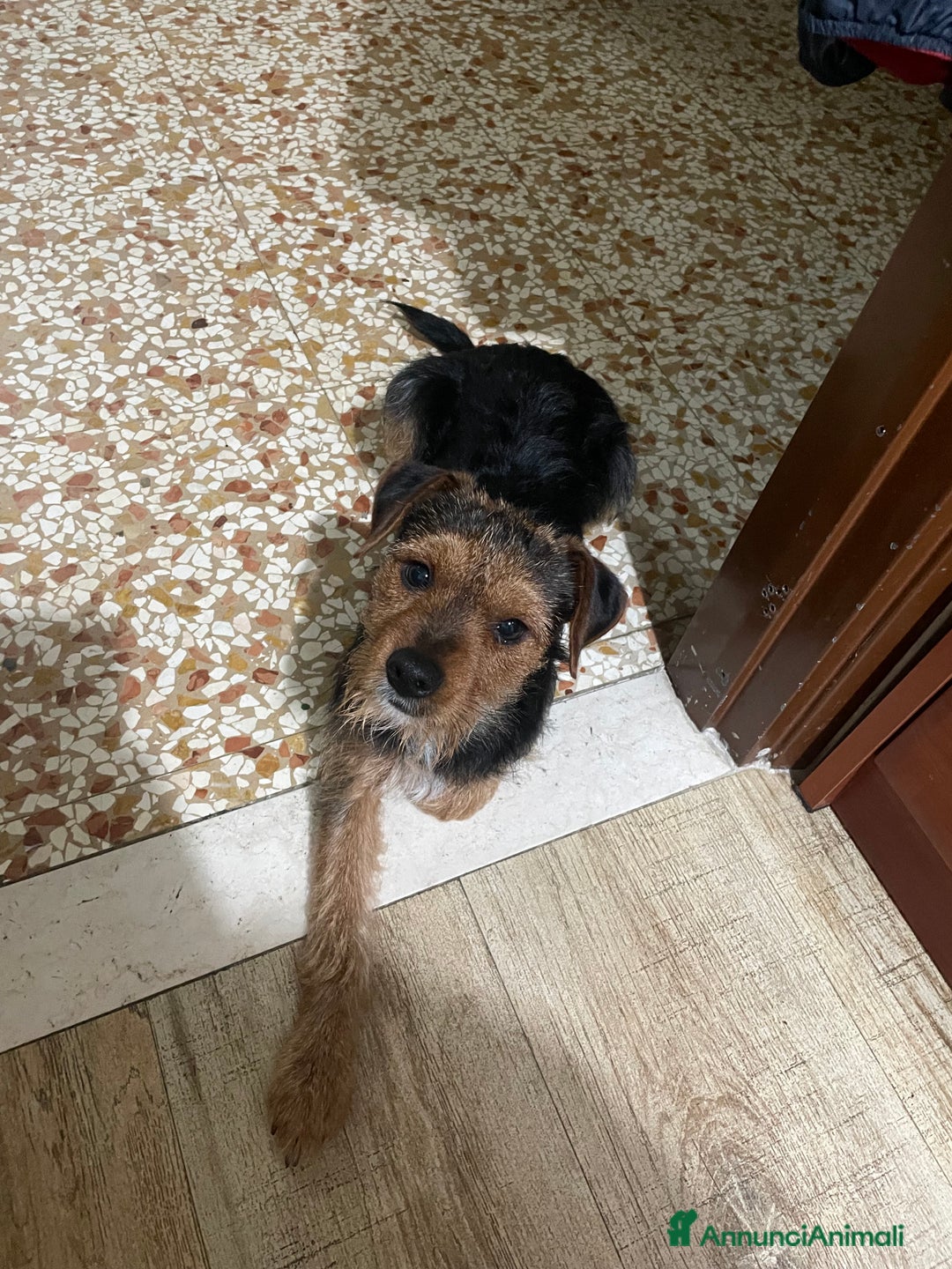 Jagdterrier cani in vendita: Vendo due cuccioli fratelli  - Annuncio 4