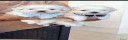 Maltese cani in vendita: Maltesi coreani - Annuncio 4