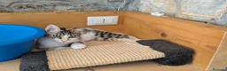 Meticcio gatti in regalo: Quattro gattini stupendi cercano casa - Annuncio 16