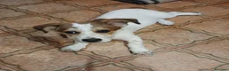 Meticcio cani in regalo: Masha - Annuncio 4