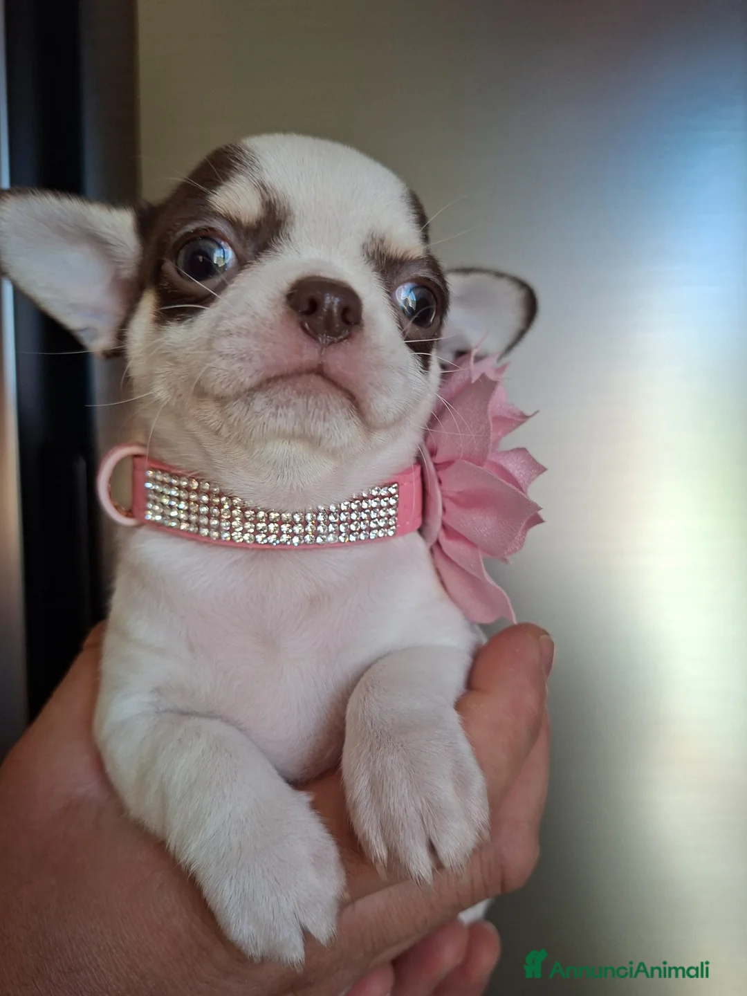 Chihuahua cani in vendita: Femmina chihuahua  - Annuncio 2