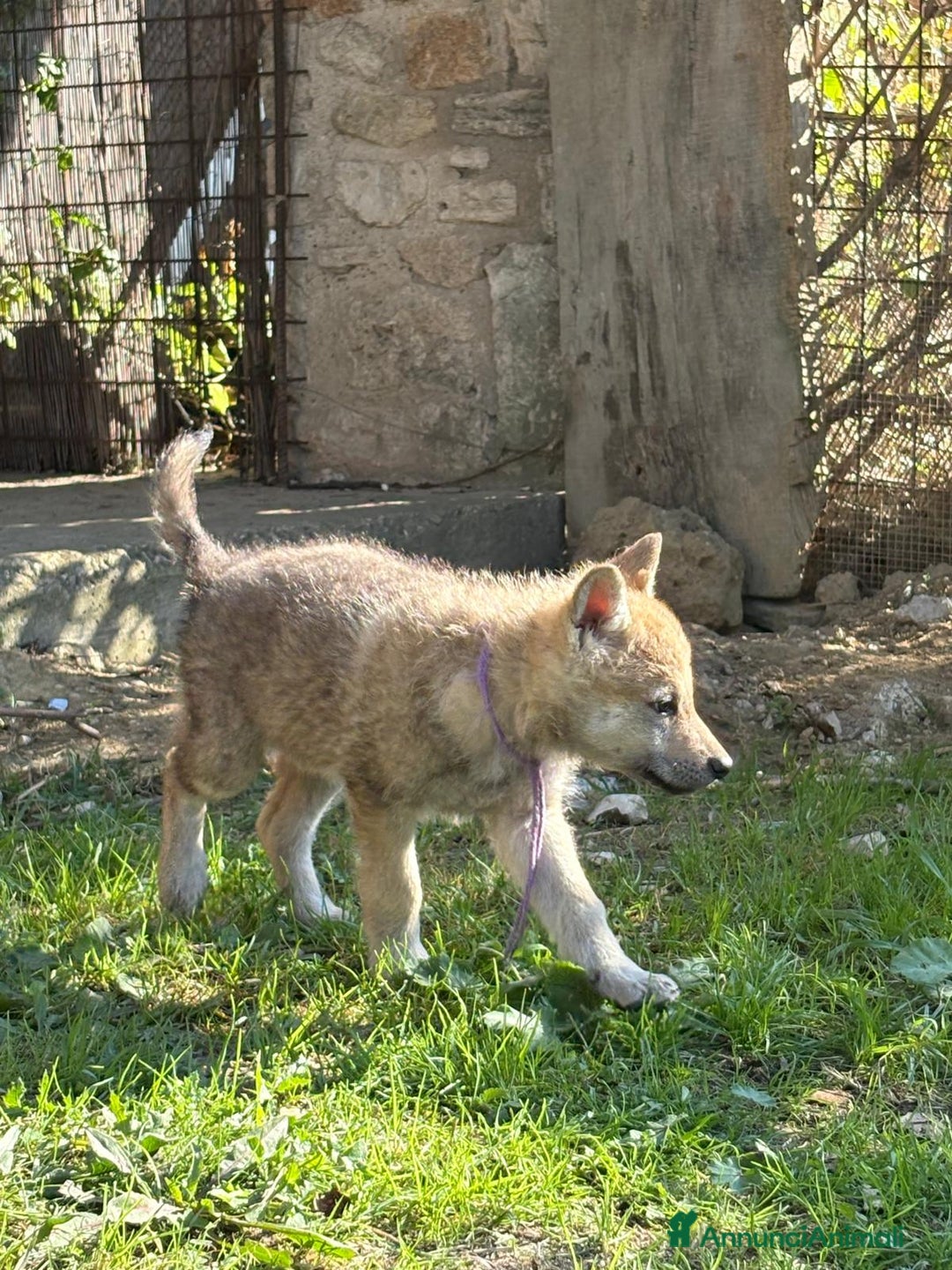 Lupo Cecoslovacco cani in vendita: cuccioli cane lupo Cecoslovacco  - Annuncio 7