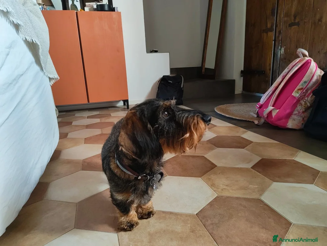 Bassotto Nano cani per accoppiamento: Bassotto nano a pelo duro a Provincia di Pesaro e Urbino - Annuncio 5