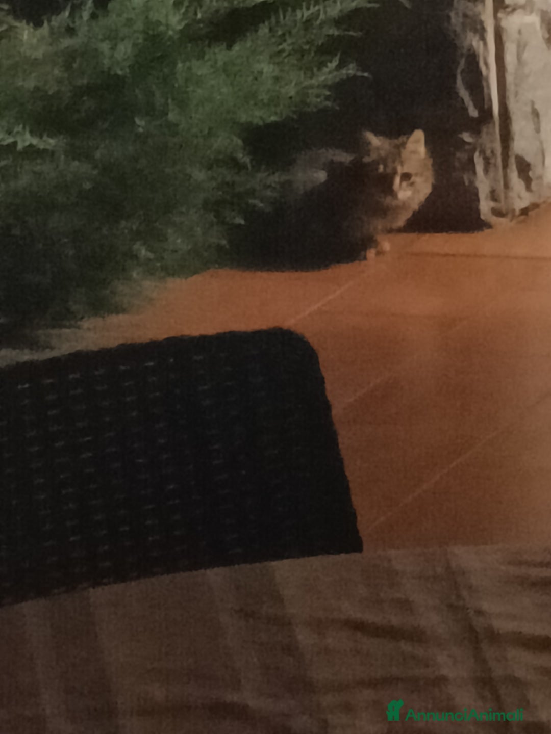 Altre razze gatti in regalo: Adozione gatti piccoli randagi - Annuncio 3