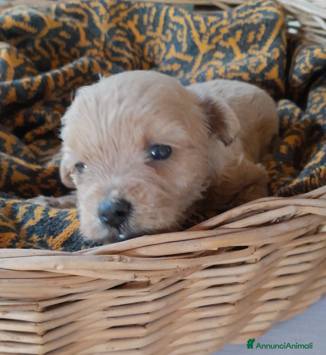 Maltipoo cani in vendita: Maltipo  - Annuncio 2
