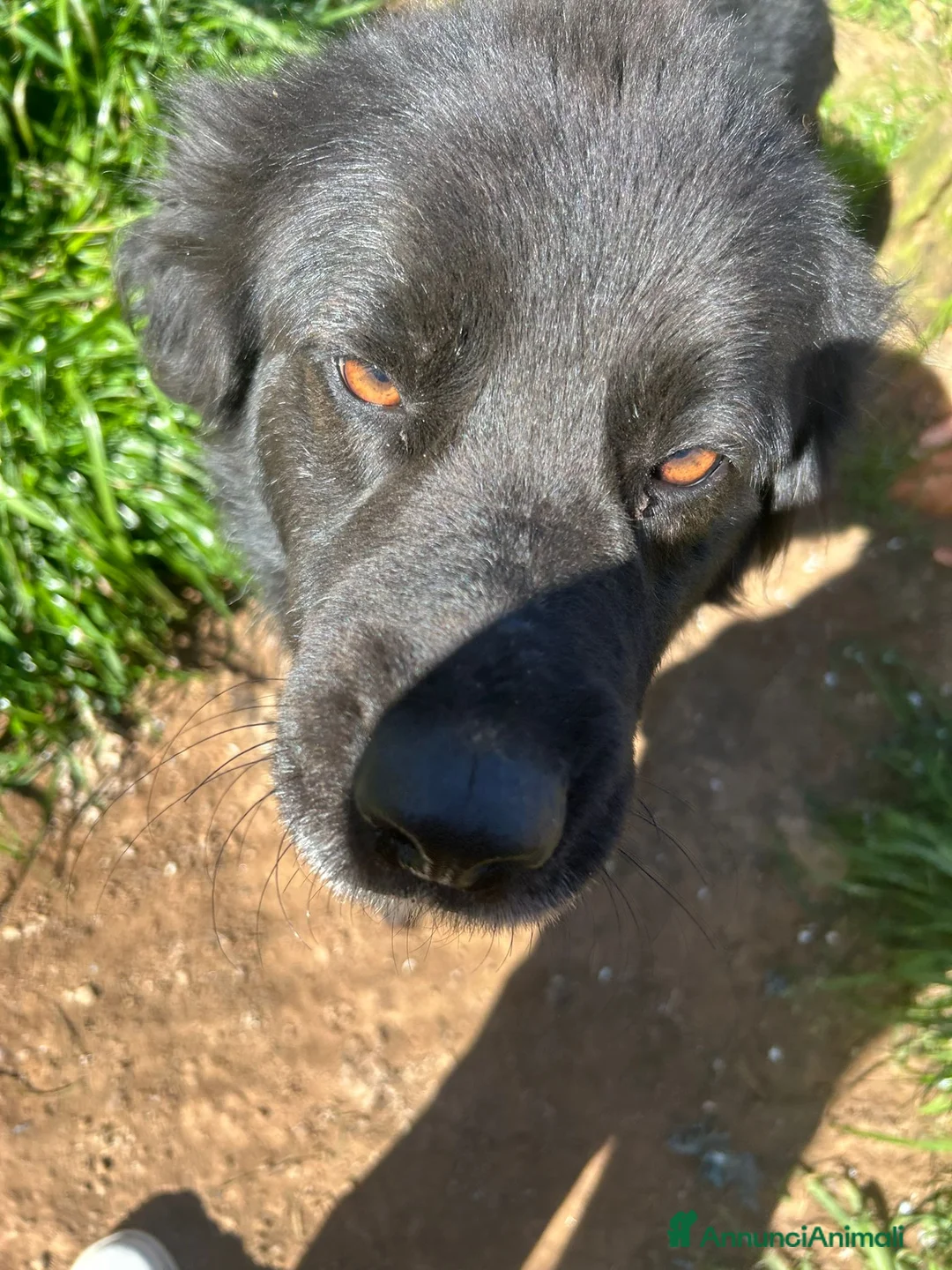 Meticcio cani in regalo: Nerone splendido cagnolone cerca casa  - Annuncio 3