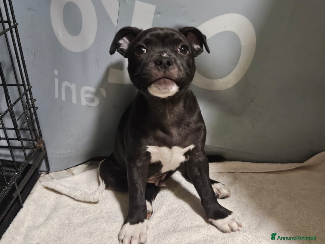 Staffordshire cani in vendita: Cucciolo di Staffy  a Provincia del Verbano-Cusio-Ossola - Immagine 4