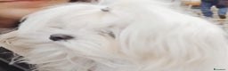Maltese cani in vendita: Cuccioli maltese coreano - Annuncio 2