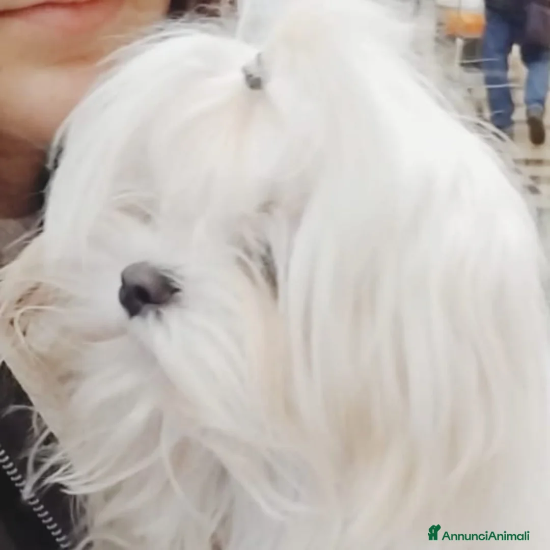 Maltese cani in vendita: Cuccioli maltese coreano - Annuncio 2