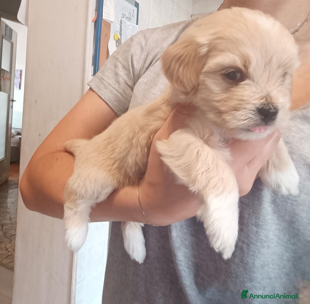 Maltese cani in vendita: Cuccioli di Maltipoo a Città Metropolitana di Torino - Immagine 3