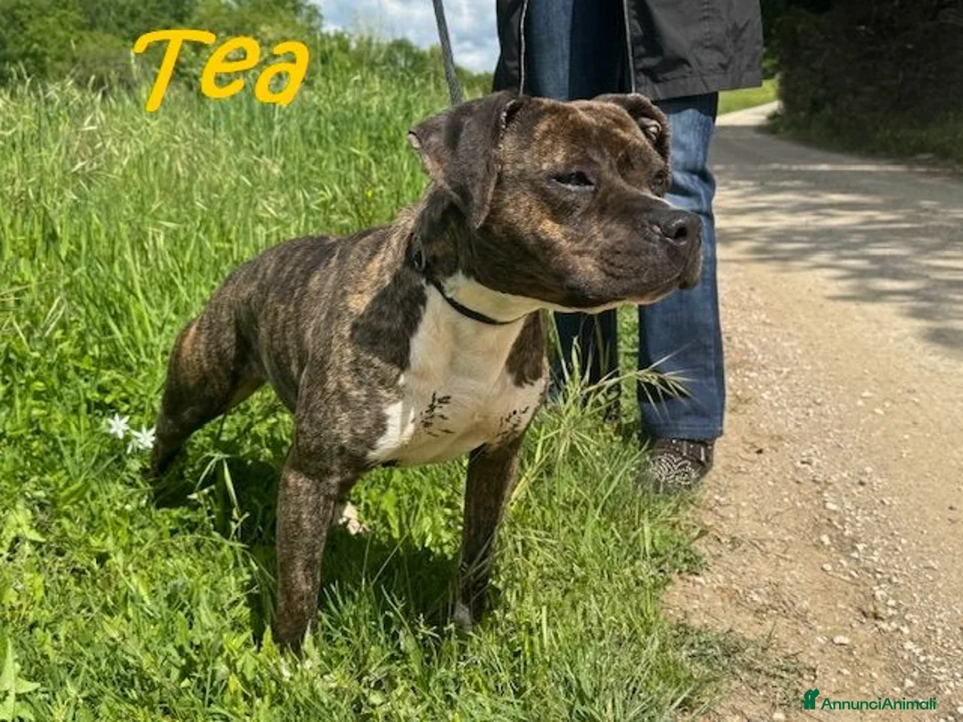 Pitbull cani in regalo: TEA adorabile pitbullina - Annuncio 2
