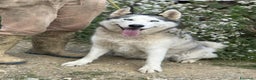 Husky cani in regalo: CINDY, splendida HUSKY cerca famiglia! - Annuncio 6