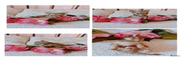 Chihuahua cani in vendita: Cuccioli di chihuahua  - Annuncio 8