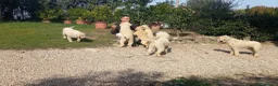 Lagotto cani in vendita: Lagotti  - Annuncio 2
