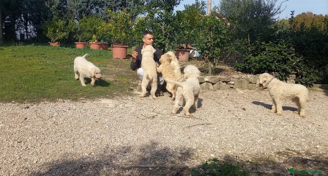 Lagotto cani in vendita: Lagotti  - Annuncio 2