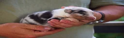 Australian Shepherd cani in vendita: Cuccioli di pastore australiano  - Annuncio 3