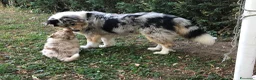 Australian Shepherd cani in vendita: Cucciola australian shepherd/pastore australiano - Annuncio 4