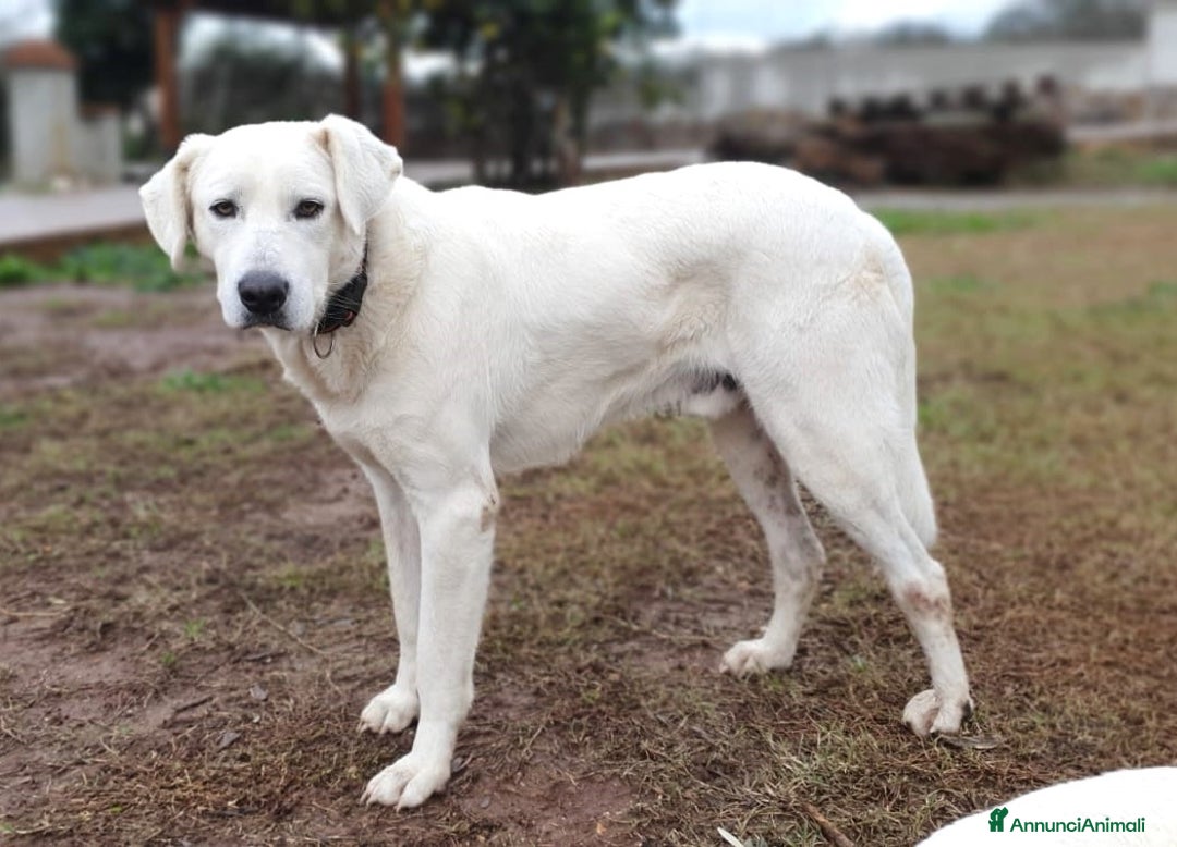 Meticcio cani in regalo: Achille, una nuvola bianca a Pomezia - Annuncio 4
