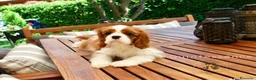 Cavalier King cani in vendita: Bellissima cucciola di Cavalier King - Annuncio 6