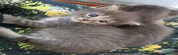 Certosino gatti in vendita: Gattini Svezzati e abituati alla lettiera  - Annuncio 15