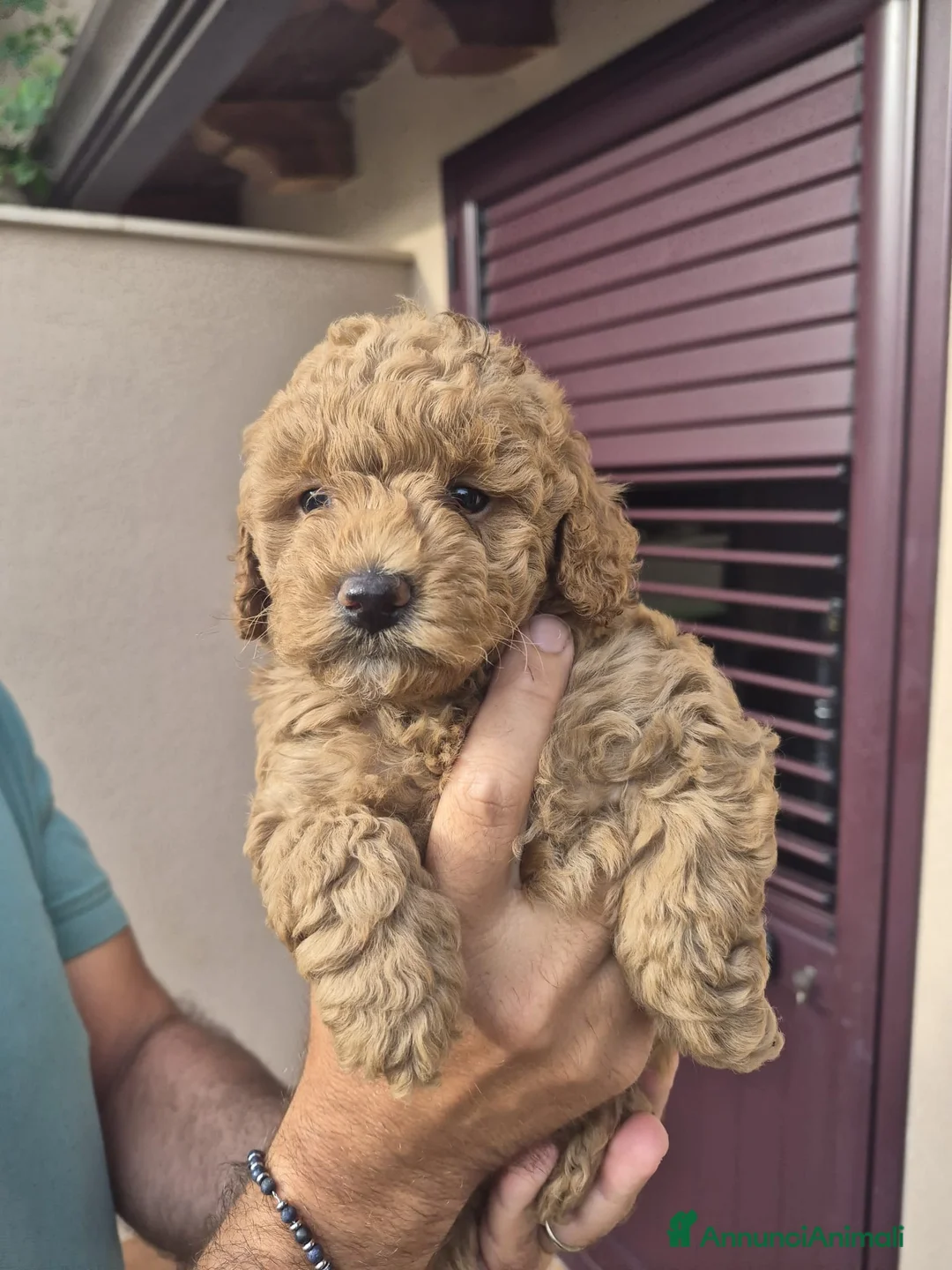 Barboncino cani in vendita: Femmina di barboncino - Annuncio 3