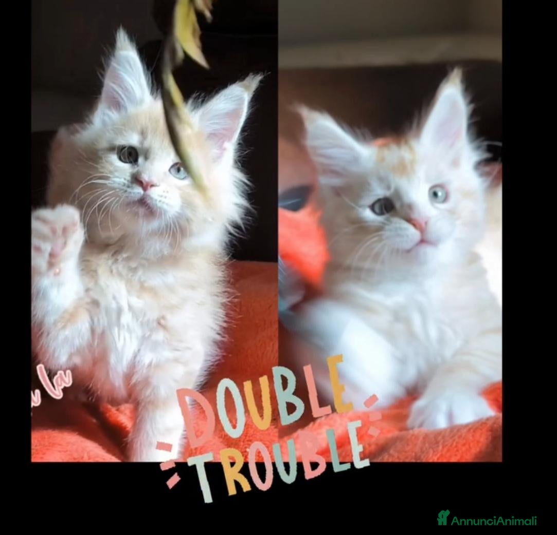 Maine Coon gatti Cuccioli Maine Coon - Annuncio 1