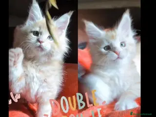 Maine Coon gatti Cuccioli Maine Coon - Annuncio 1