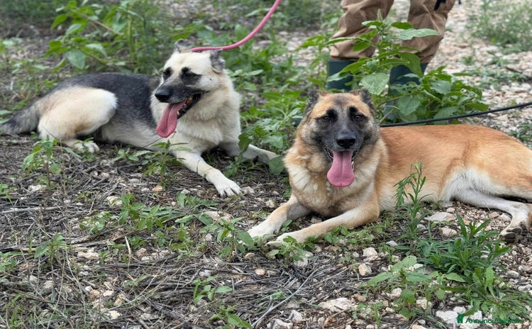 Pastore Tedesco cani a Città Metropolitana di Firenze - Annuncio 6