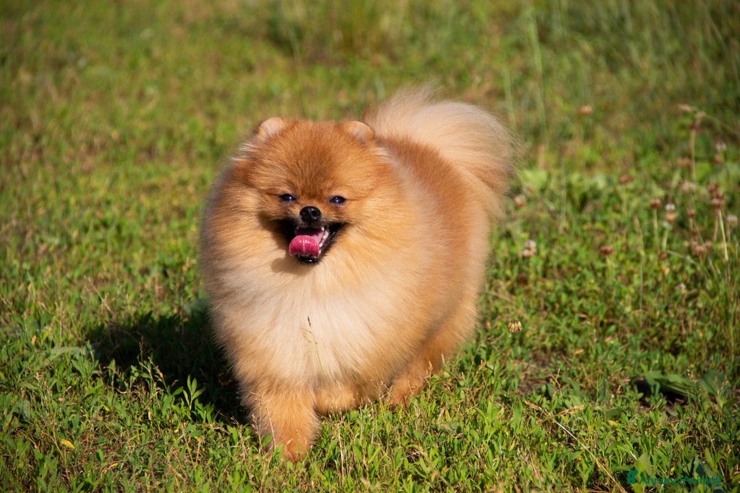 Spitz cani in vendita: Disponibile 1 Cucciolo di Spitz Pomerania a Provincia di Sondrio - Immagine 4