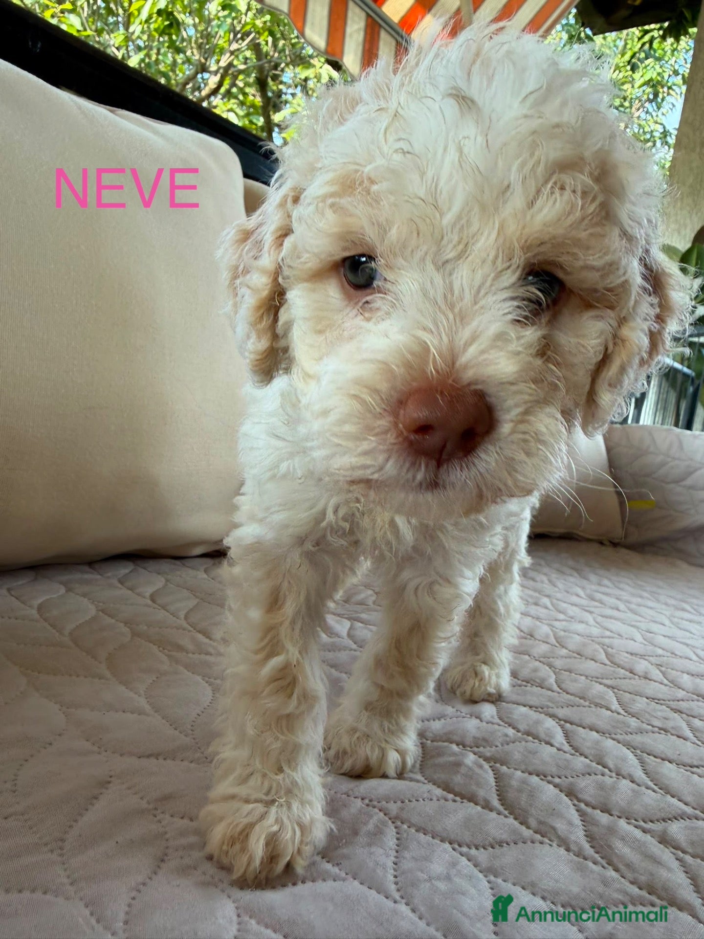 Lagotto cani Cuccioli Lagotto Romagnolo - Annuncio 7