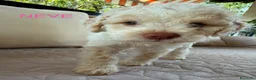 Lagotto cani in vendita: Cuccioli Lagotto Romagnolo - Annuncio 1
