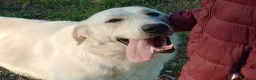 Meticcio cani in regalo: EDO CUCCIOLONE - Annuncio 13