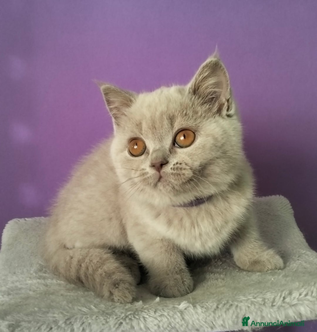 British gatti in vendita: Cuccioli British Shorthair  - Annuncio 7