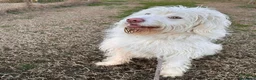 Meticcio cani in regalo: BUTTATO VIA DALLA SUA FAMIGLIA! a Città Metropolitana di Bologna - Annuncio 3