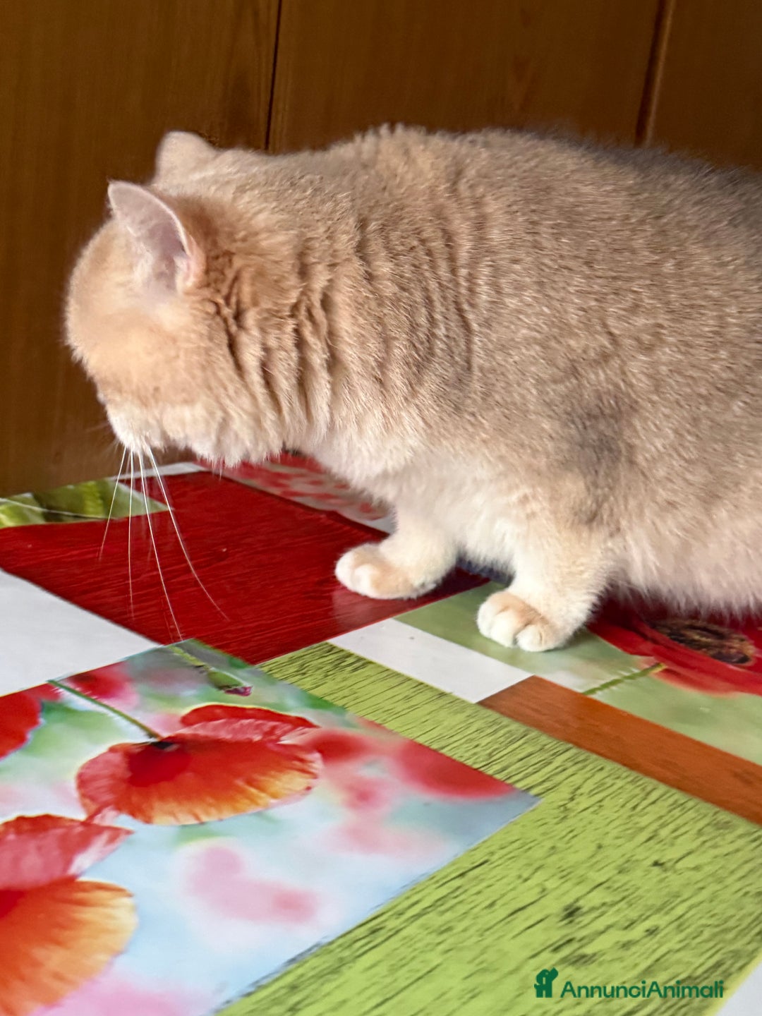 British gatti in vendita: British femmina blu golden  - Annuncio 5